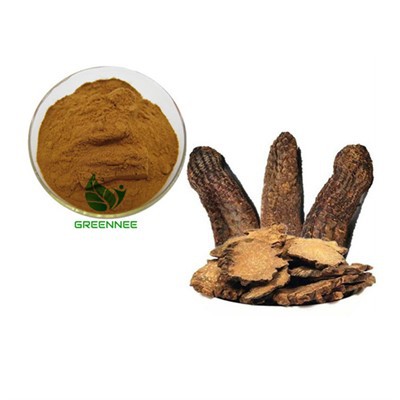 Cistanche deserticola ekstrakt ehinakozid 30% 50% 82854-37-3